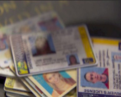 fake driver licenses from netidreview displayed on table